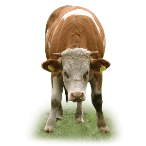 Beef cattle sheds, Capannoni prefabbricati allevamento Bovini da carne