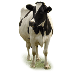 Dairy cattle sheds, Capannoni prefabbricati allevamento Bovini da latte