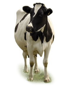 Capannoni bovini da latte