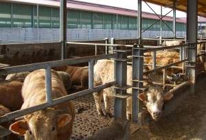 Capannoni prefabbricati per bovini da carne