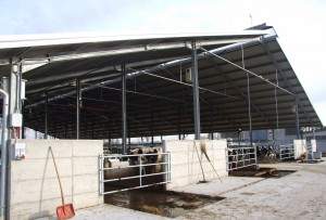 Capannoni per bovini da latte