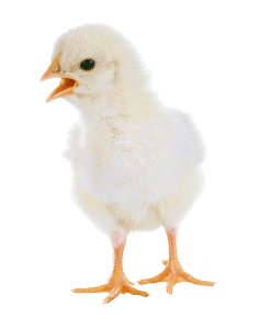 Capannoni prefabbricati ad uso avicolo, Poultry Sheds