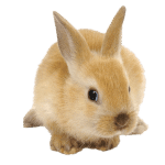 Capannoni prefabbricati ad uso cunicolo, Rabbit Sheds