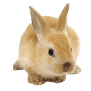 Capannoni prefabbricati ad uso cunicolo, Rabbit Sheds
