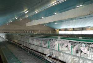 Capannoni prefabbricati per allevamento conigli