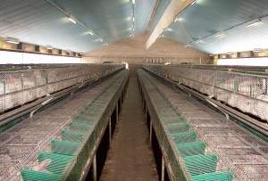 Capannoni prefabbricati per allevamento conigli