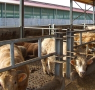 Capannoni-prefabbricati-per-bovini-da-carne-5