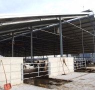 Capannoni-prefabbricati-per-bovini-da-latte-3